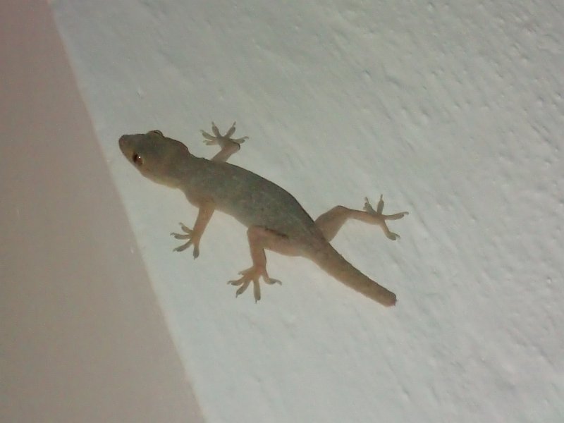 India Trip - July 2010 247.jpg